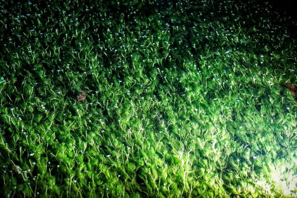 米原の観光スポット「醒ヶ井の梅花藻」