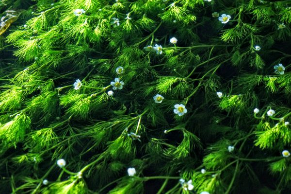 米原の観光スポット「醒ヶ井の梅花藻」