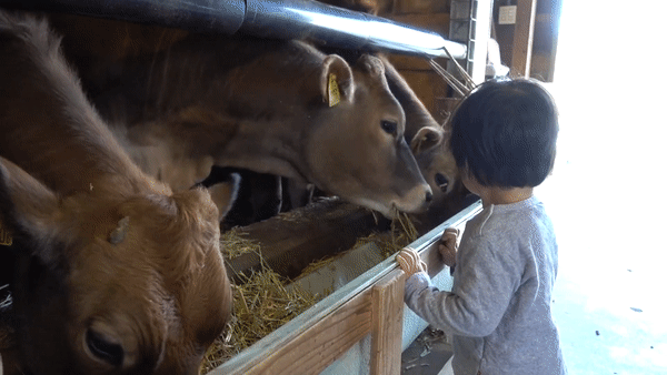 巨大なジャージー牛にビビる息子氏。ものすごい勢いで食べるのが見ていて気持ちいい。